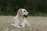 GOLDEN RETRIEVER 946